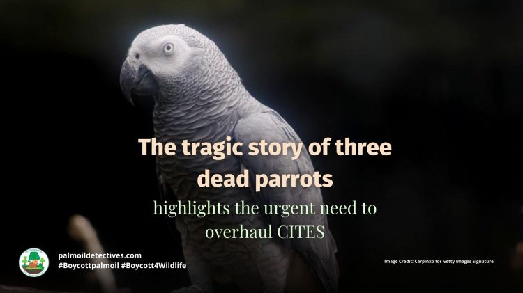 The tragic story of three dead parrots