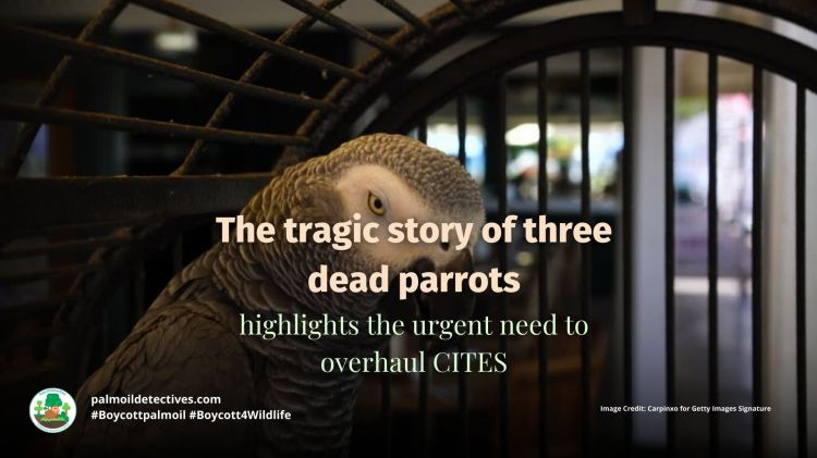 The tragic story of three dead parrots