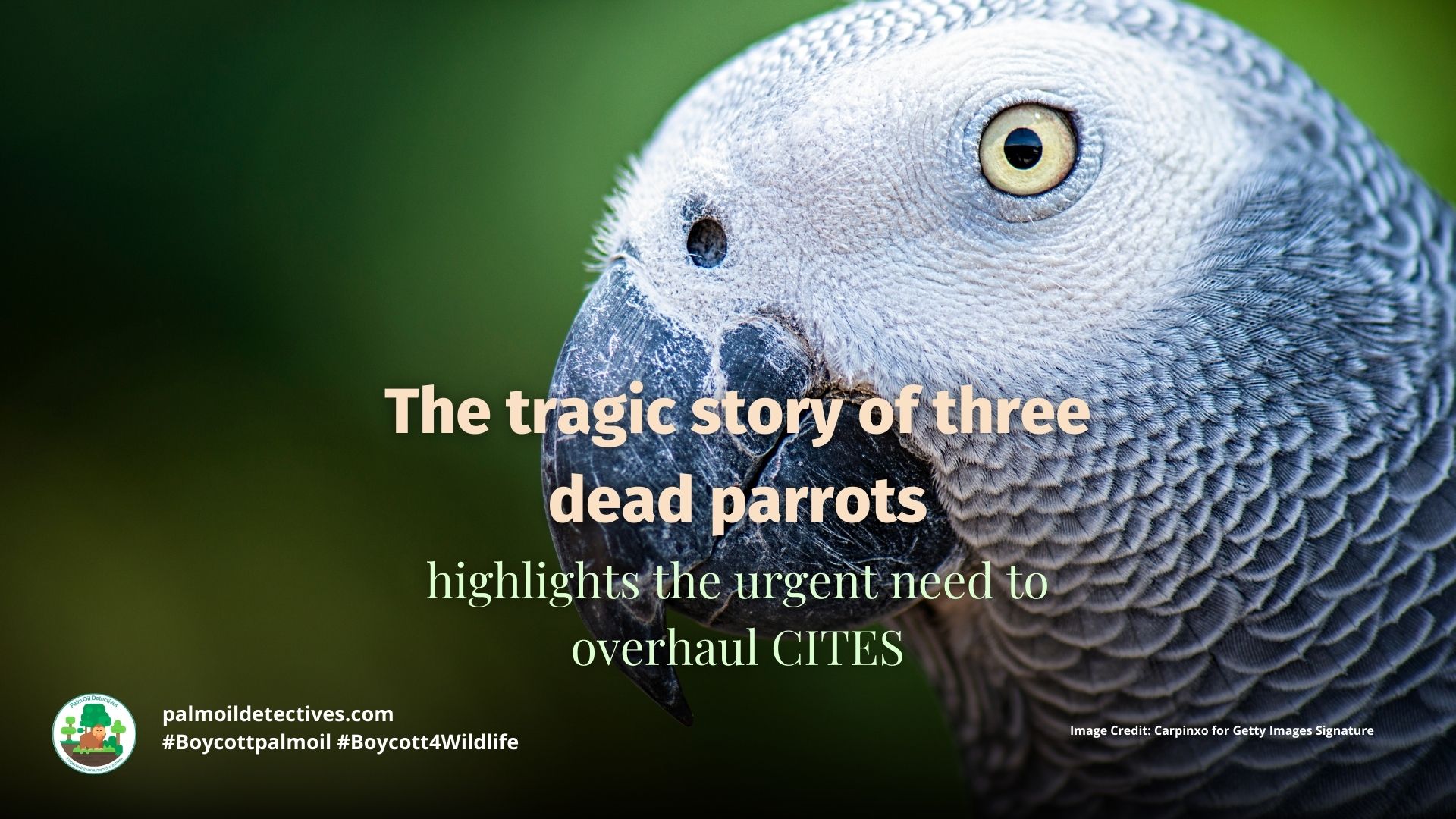 Dead Parrots Expose Weak Laws Against Illegal Wildlife Trade Palm Oil Detectives