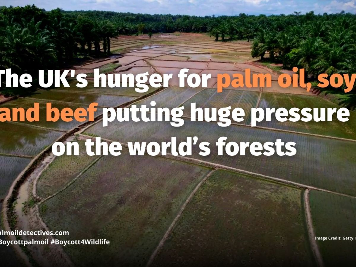UK Pressuring Forests For Palm Oil and&nbsp;Beef