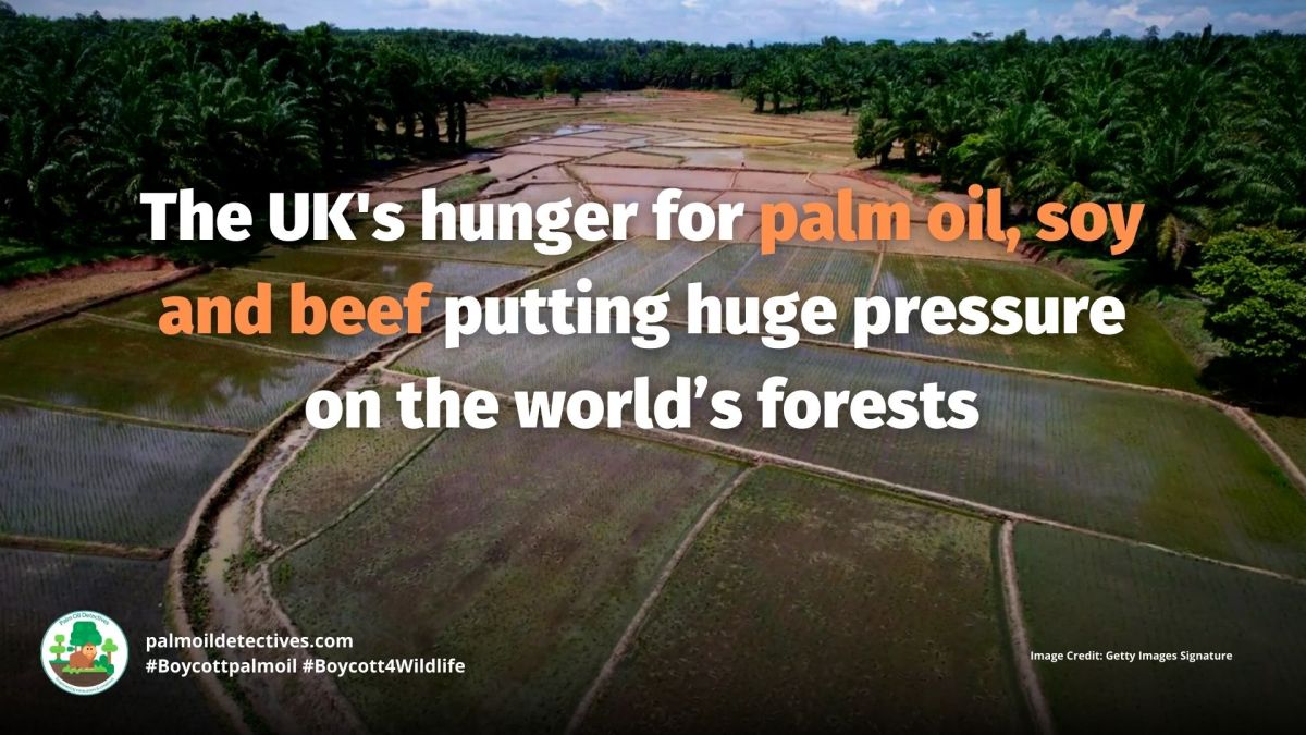 UK Pressuring Forests For Palm Oil and&nbsp;Beef
