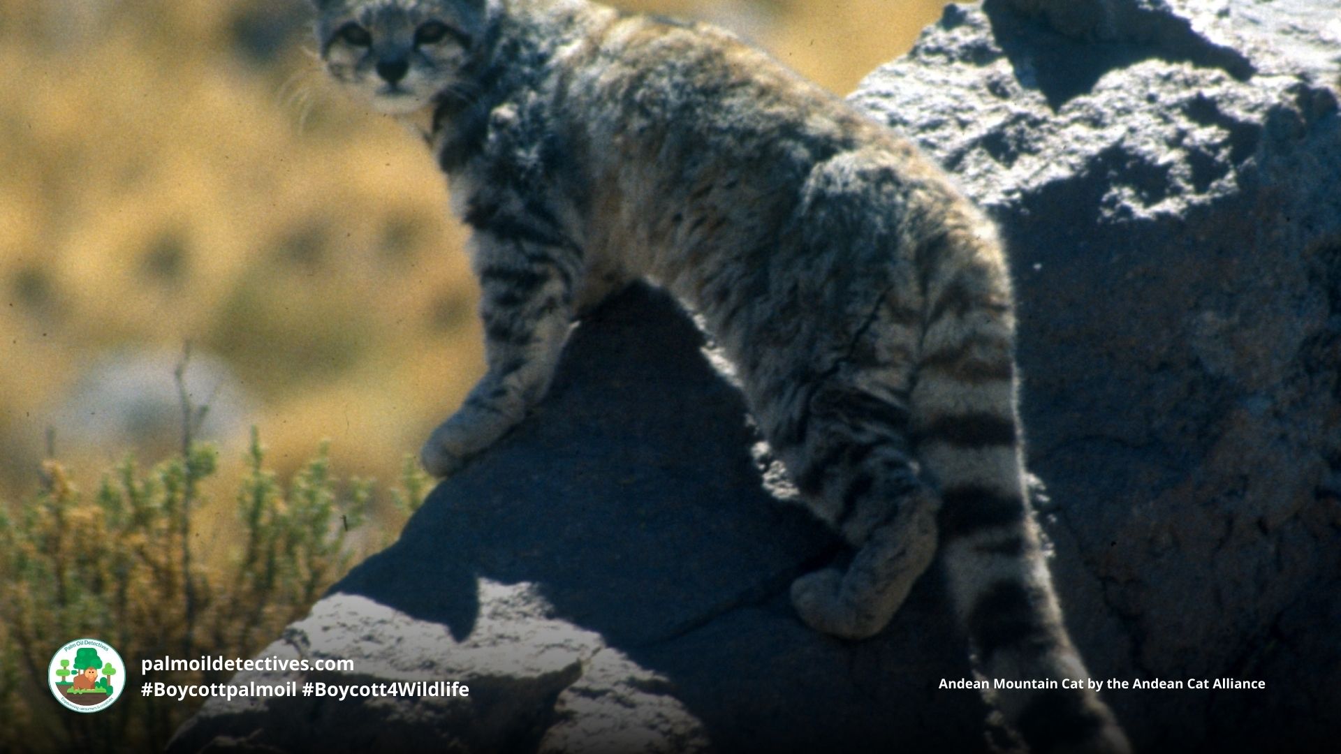 Andean Mountain Cat Leopardus jacobita - South America