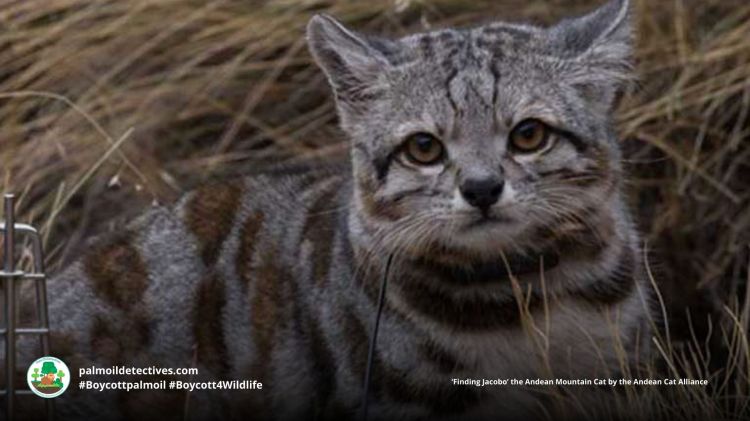 Andean Mountain Cat Leopardus jacobita - South America