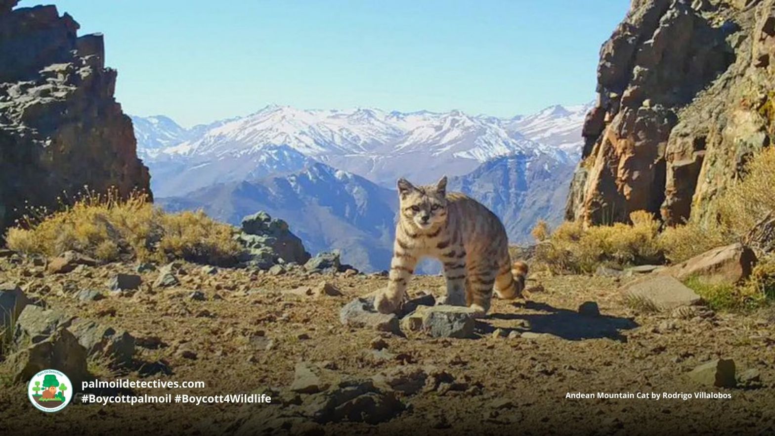 Andean Mountain Cat Leopardus jacobita - South America