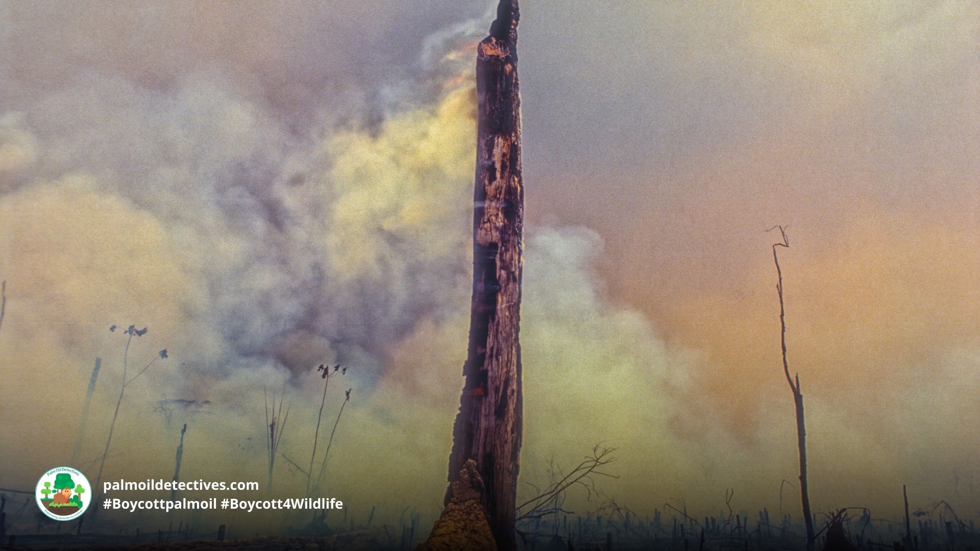 Deforestation fire in the Amazon by Brasil2 on Getty Images