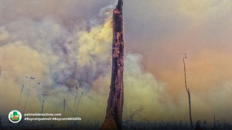 Deforestation fire in the Amazon by Brasil2 on Getty Images