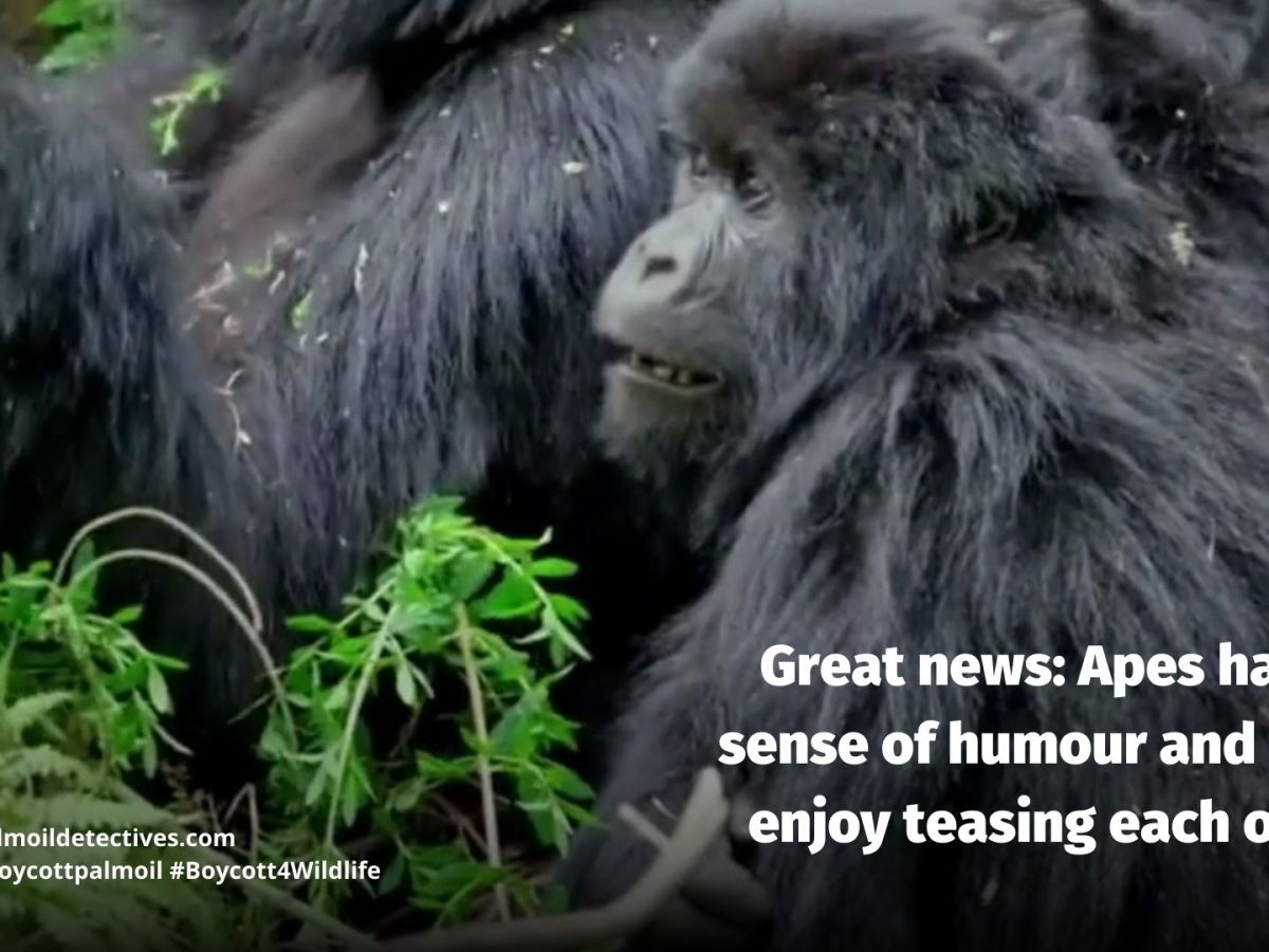 Apes Enjoy Joking and Teasing Each&nbsp;Other