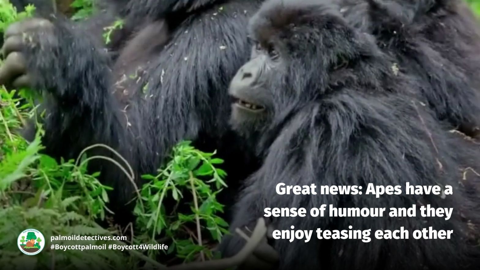 Great news: Apes have a sense of humour and they enjoy teasing each other