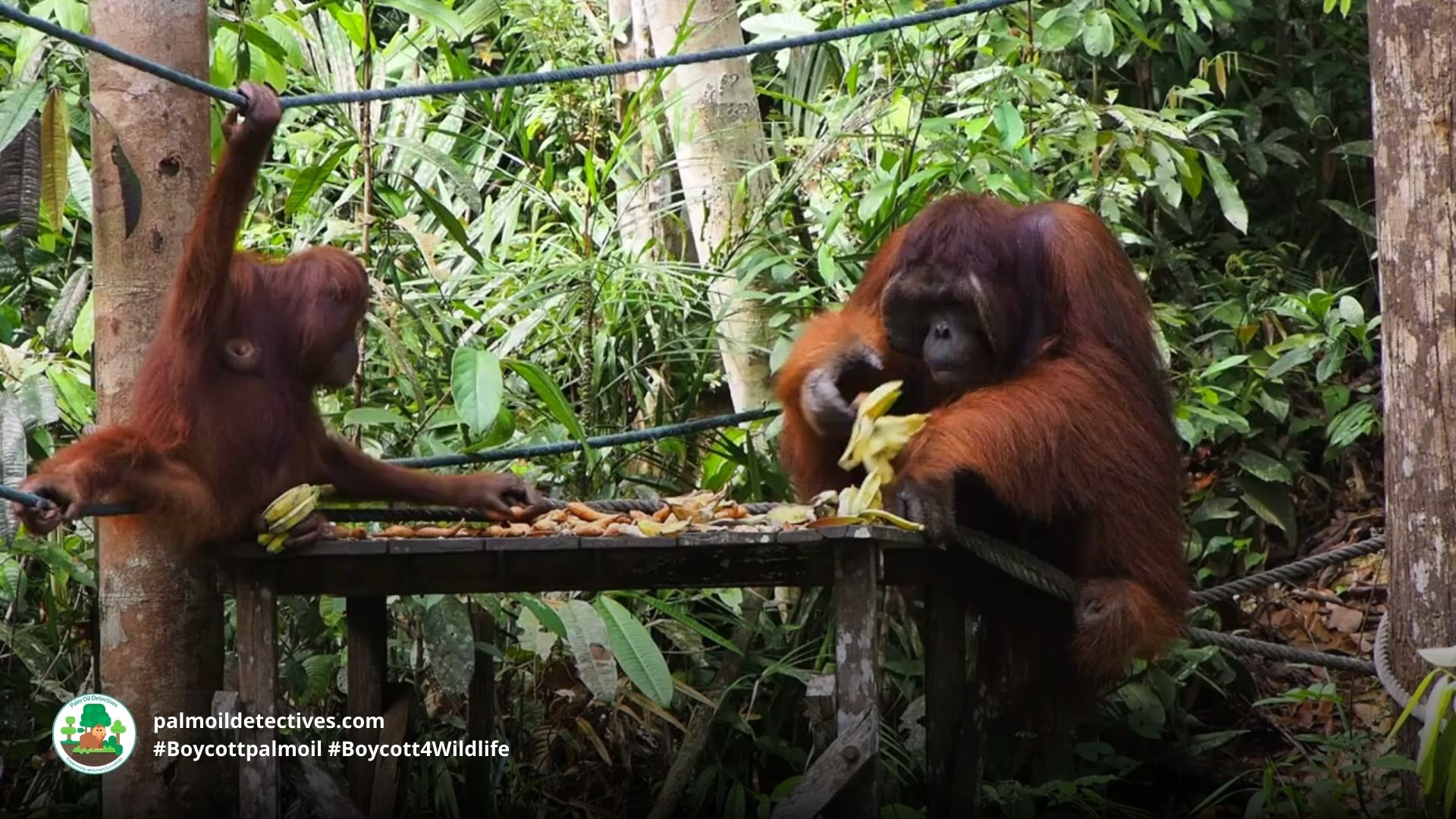 Great news: Apes have a sense of humour and they enjoy teasing each other