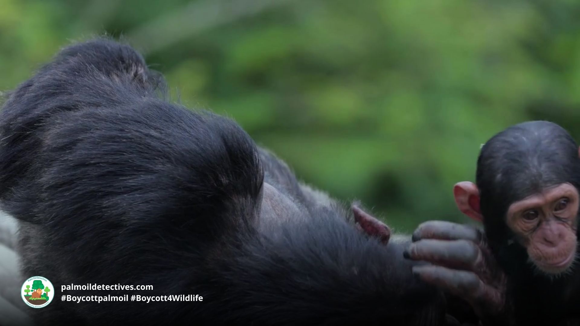 Great news: Apes have a sense of humour and they enjoy teasing each other