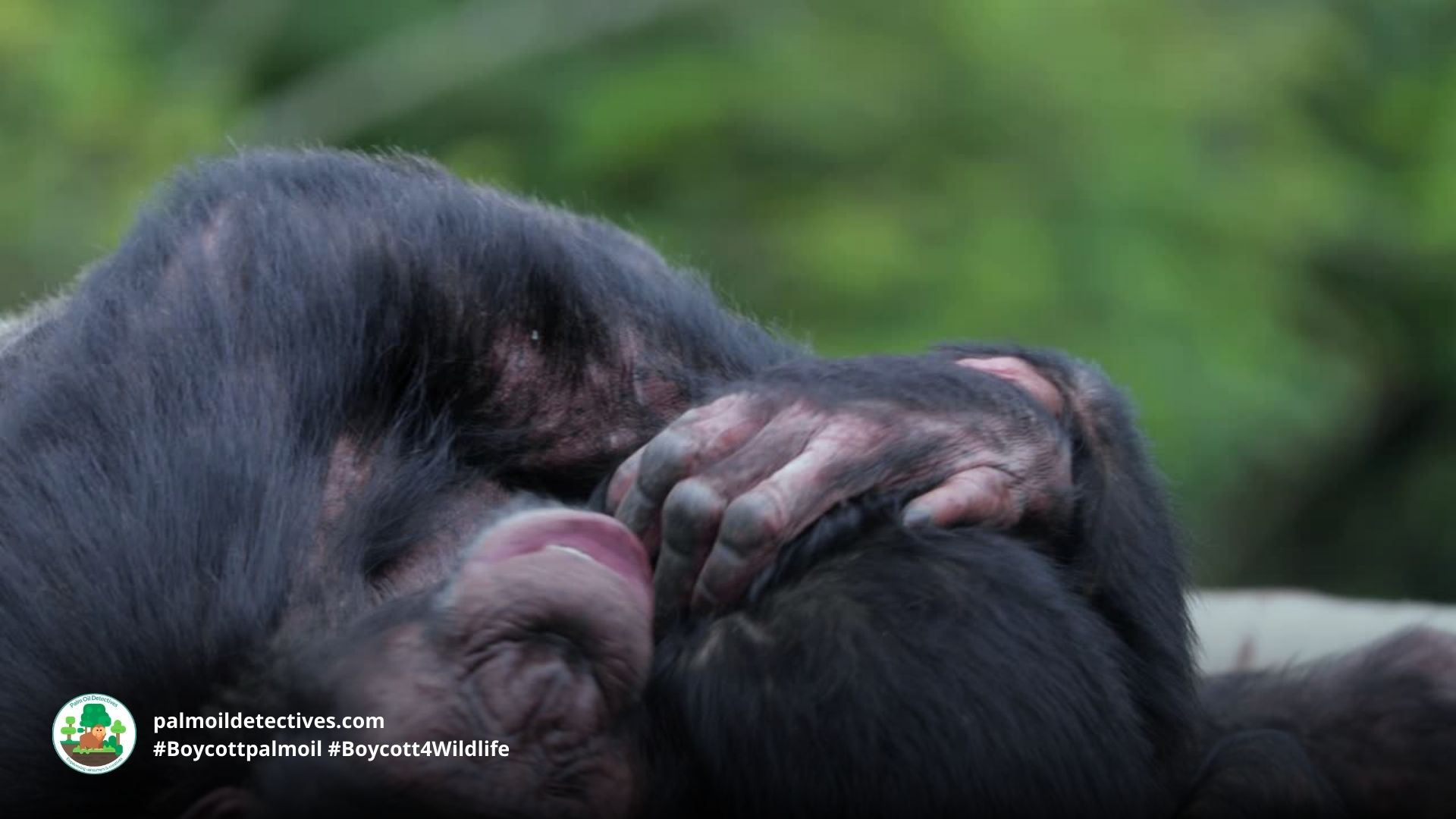 Great news: Apes have a sense of humour and they enjoy teasing each other