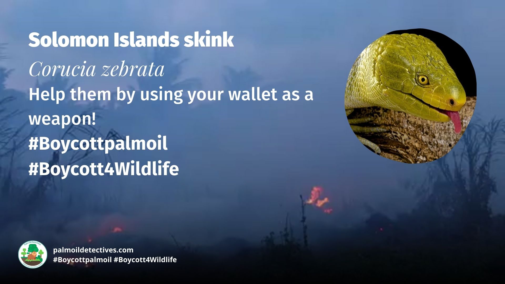 Solomon Islands Skink - Papua New Guinea