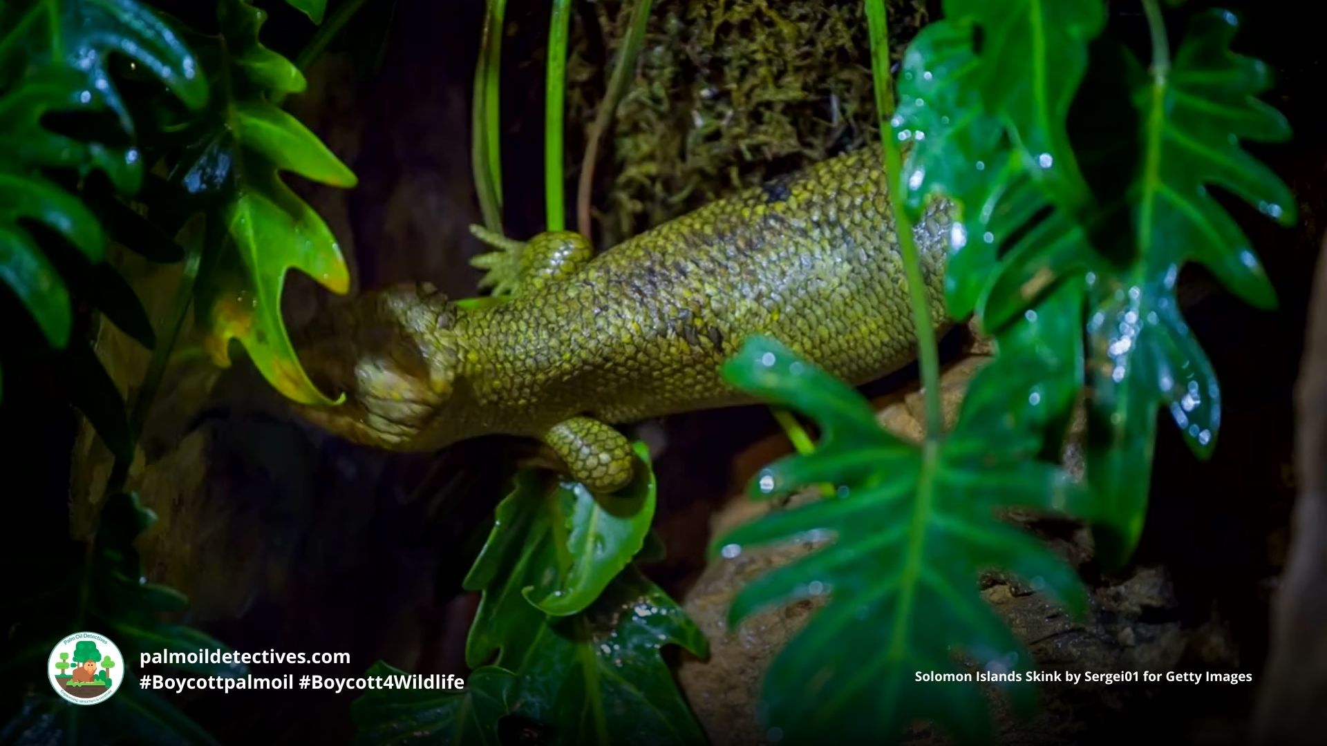 Solomon Islands Skink - Papua New Guinea