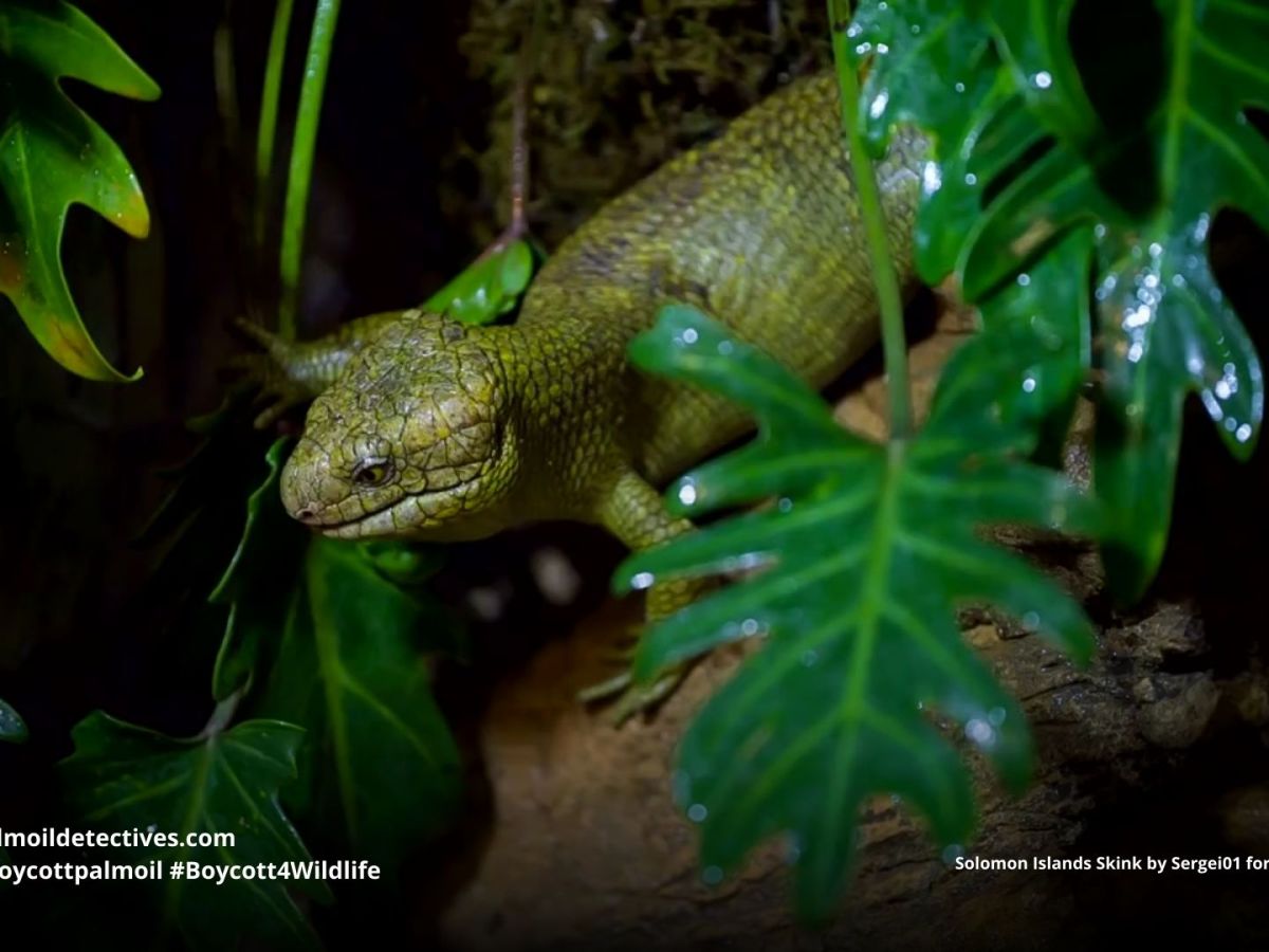 Solomon Islands skink Corucia&nbsp;zebrata