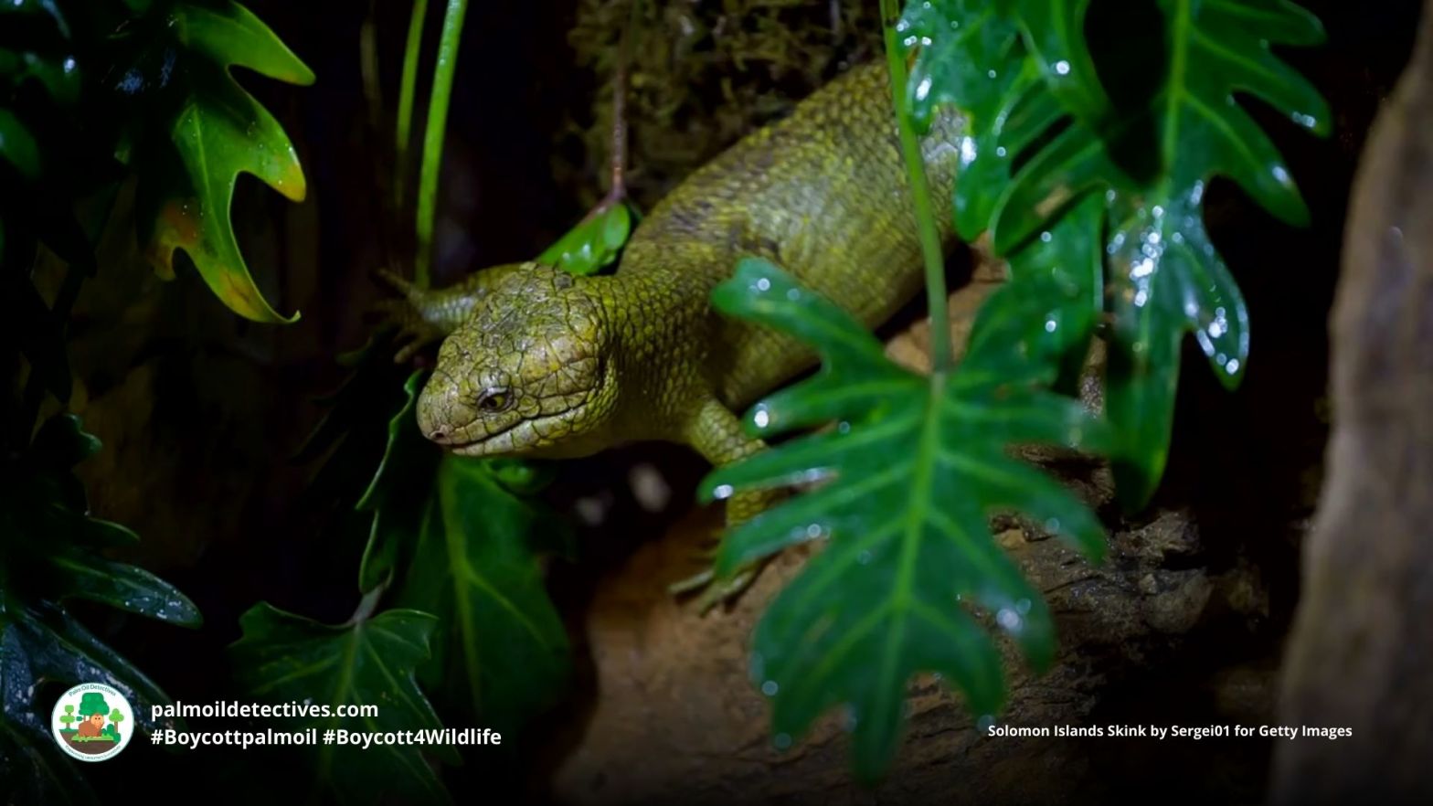 Solomon Islands Skink - Papua New Guinea