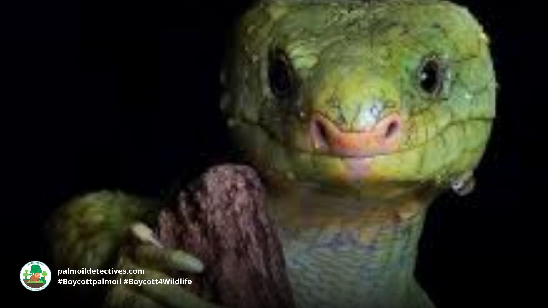 Solomon Islands Skink - Papua New Guinea