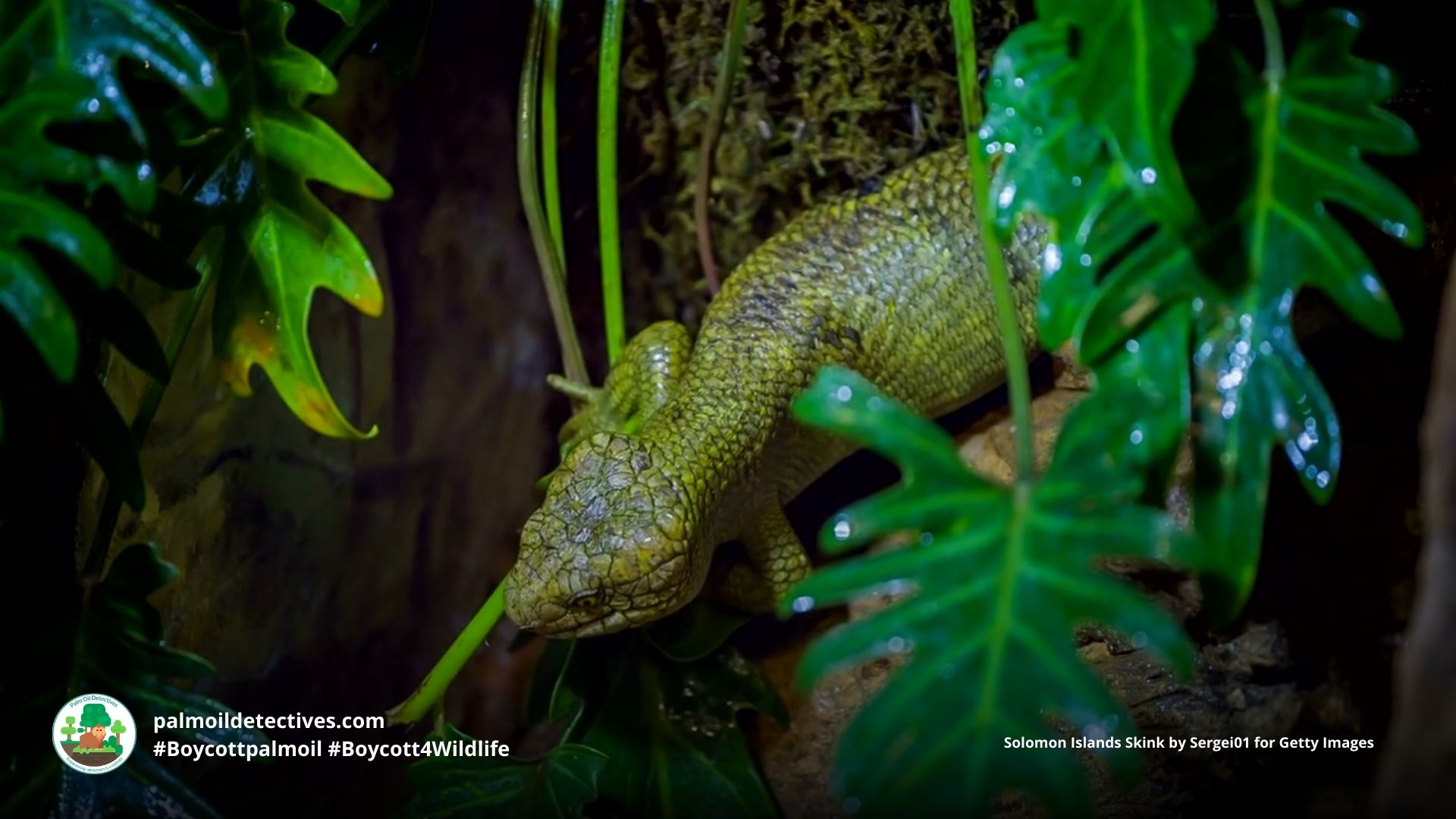 Solomon Islands Skink - Papua New Guinea