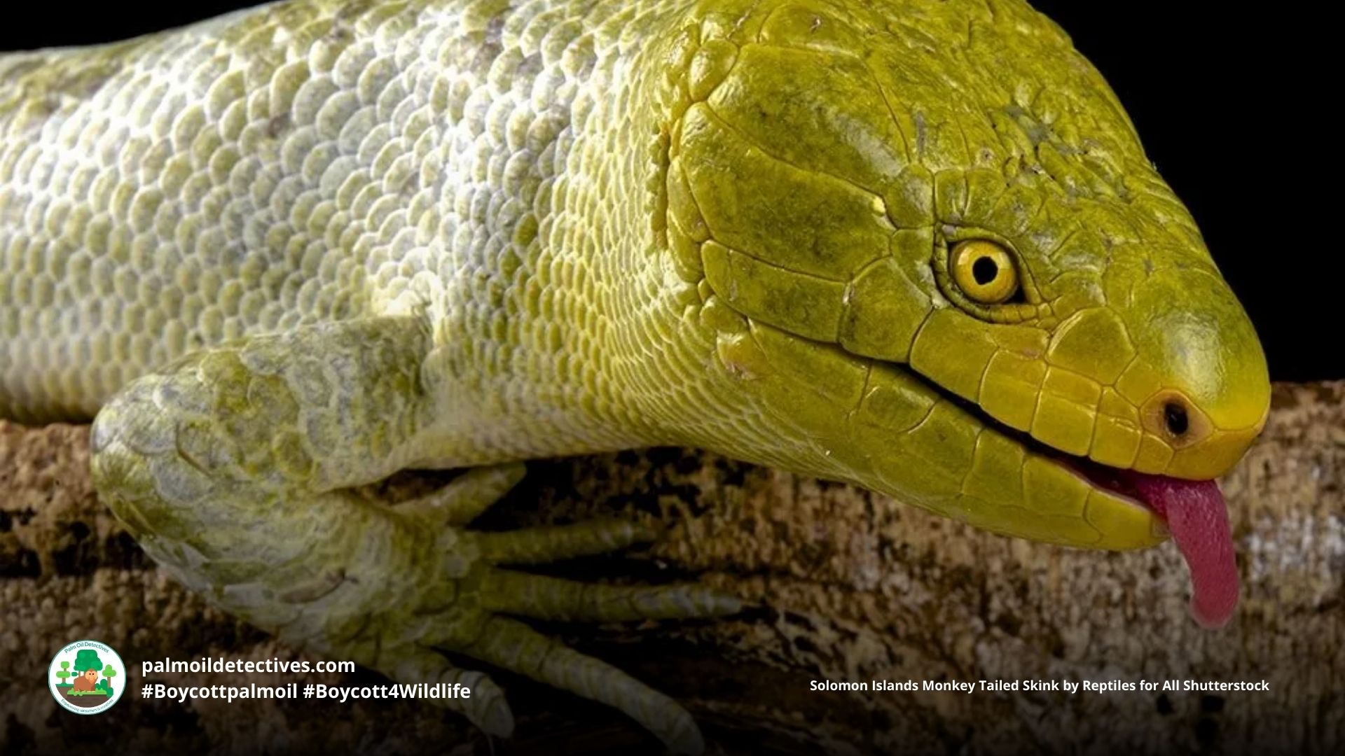 Solomon Islands Skink - Papua New Guinea