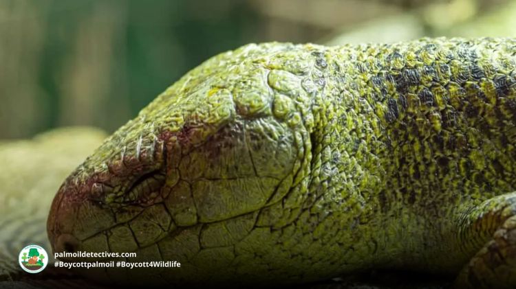 Solomon Islands Skink - Papua New Guinea