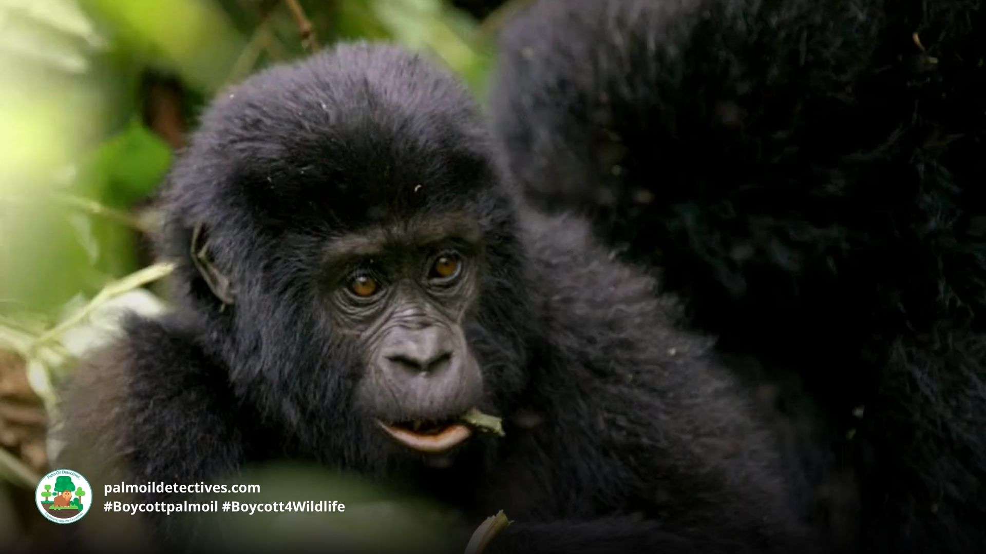 Great news: Apes have a sense of humour and they enjoy teasing each other