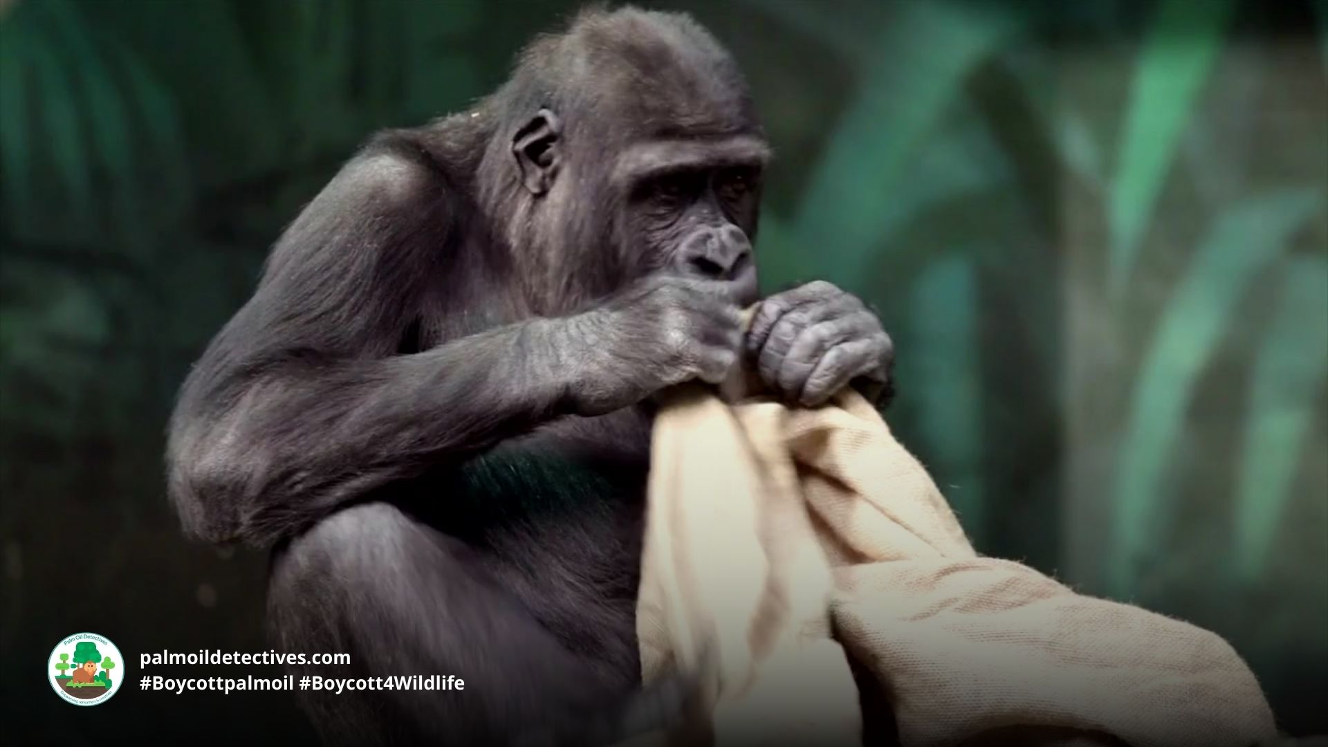 Great news: Apes have a sense of humour and they enjoy teasing each other