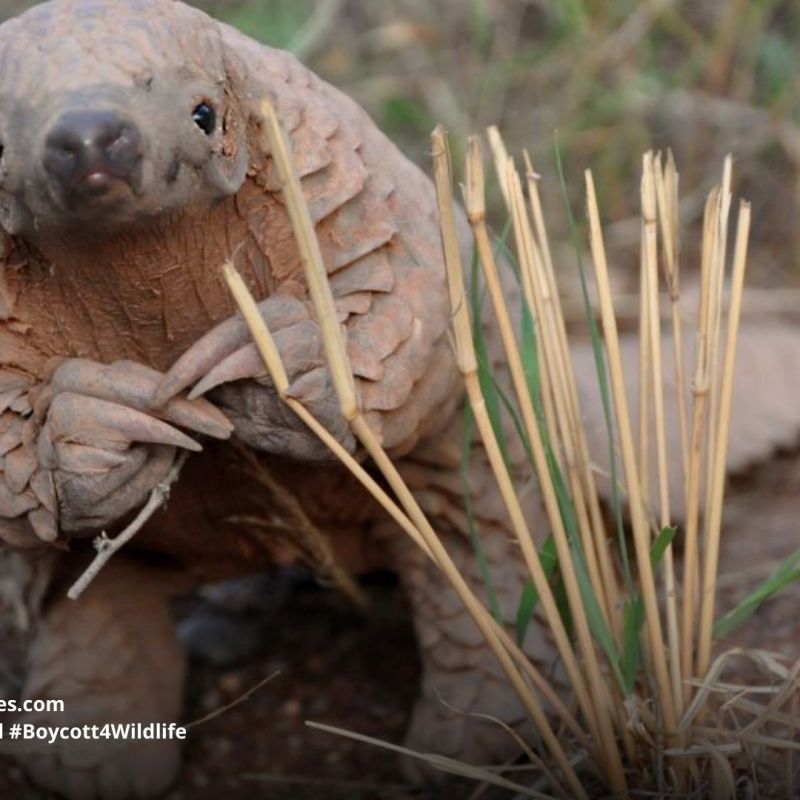 Giant Pangolin Smutsia&nbsp;gigantea
