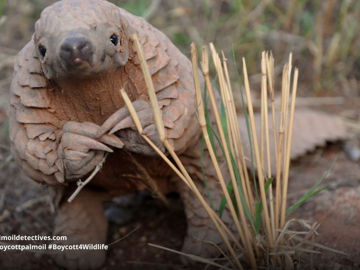 Why Pangolins Are So&nbsp;Special