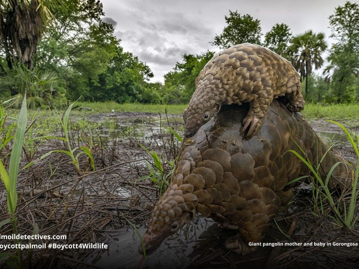 Back from extinction: a world first effort to return threatened pangolins to the&nbsp;wild