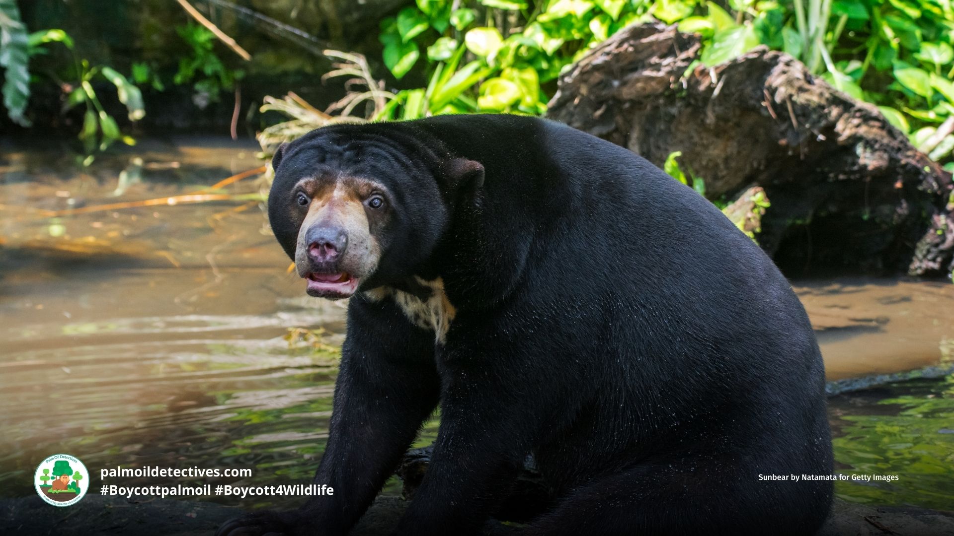 Sun Bear Helarctos malayanus