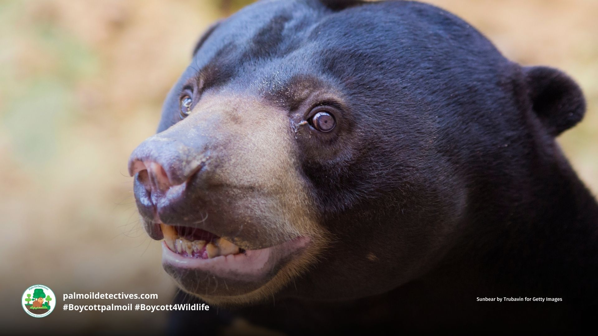 Sun Bear Helarctos malayanus