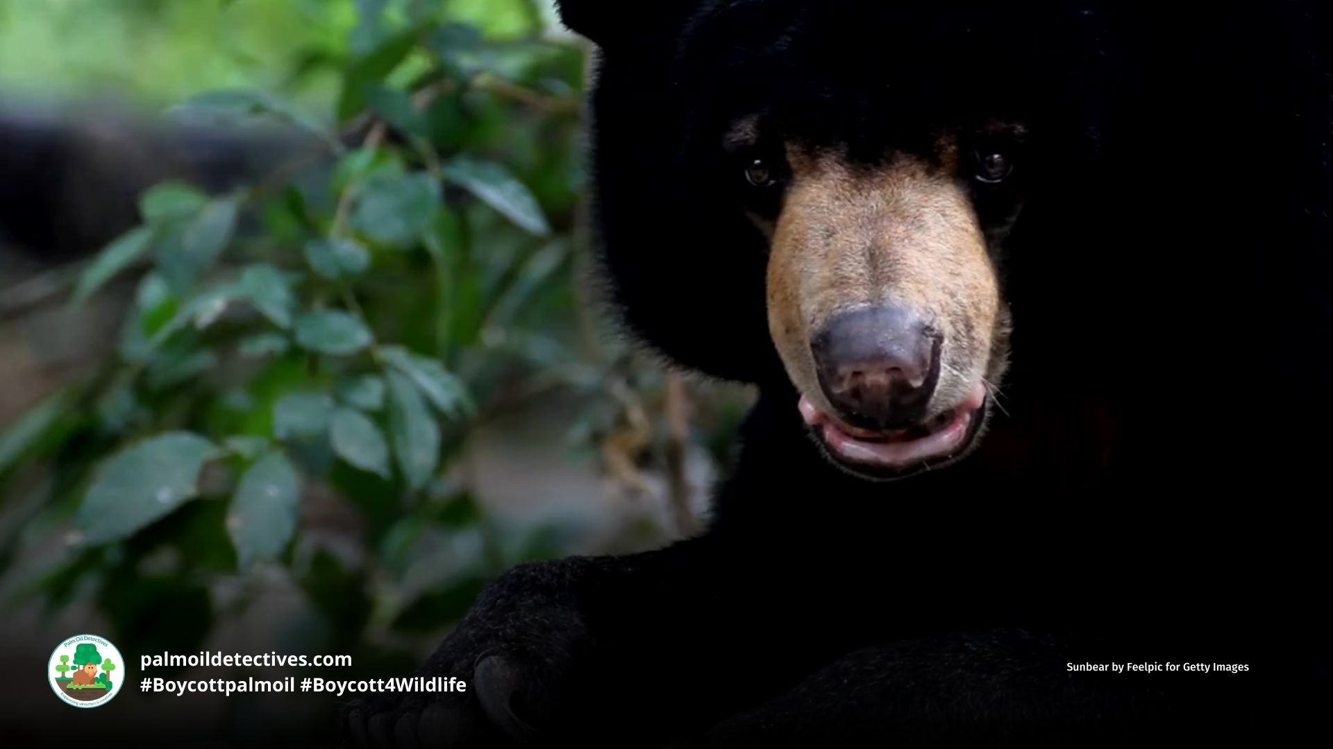 Sun Bear Helarctos malayanus