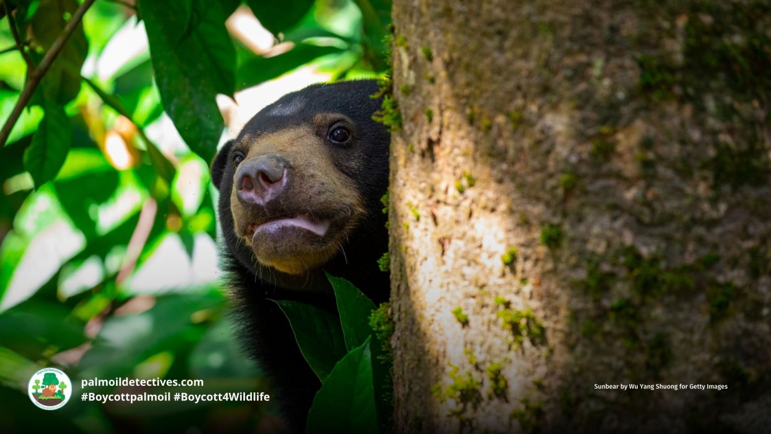 Sun Bear Helarctos malayanus