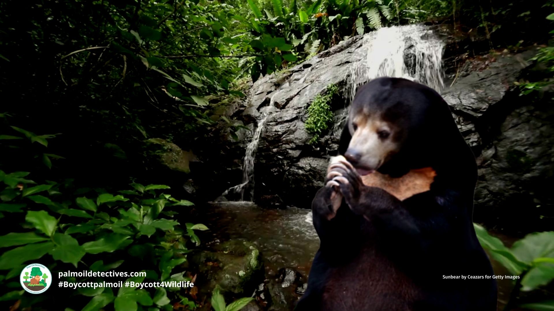 Sun Bear Helarctos malayanus