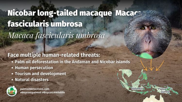 Nicobar Long-Tailed Macaque Macaca fascicularis umbrosa