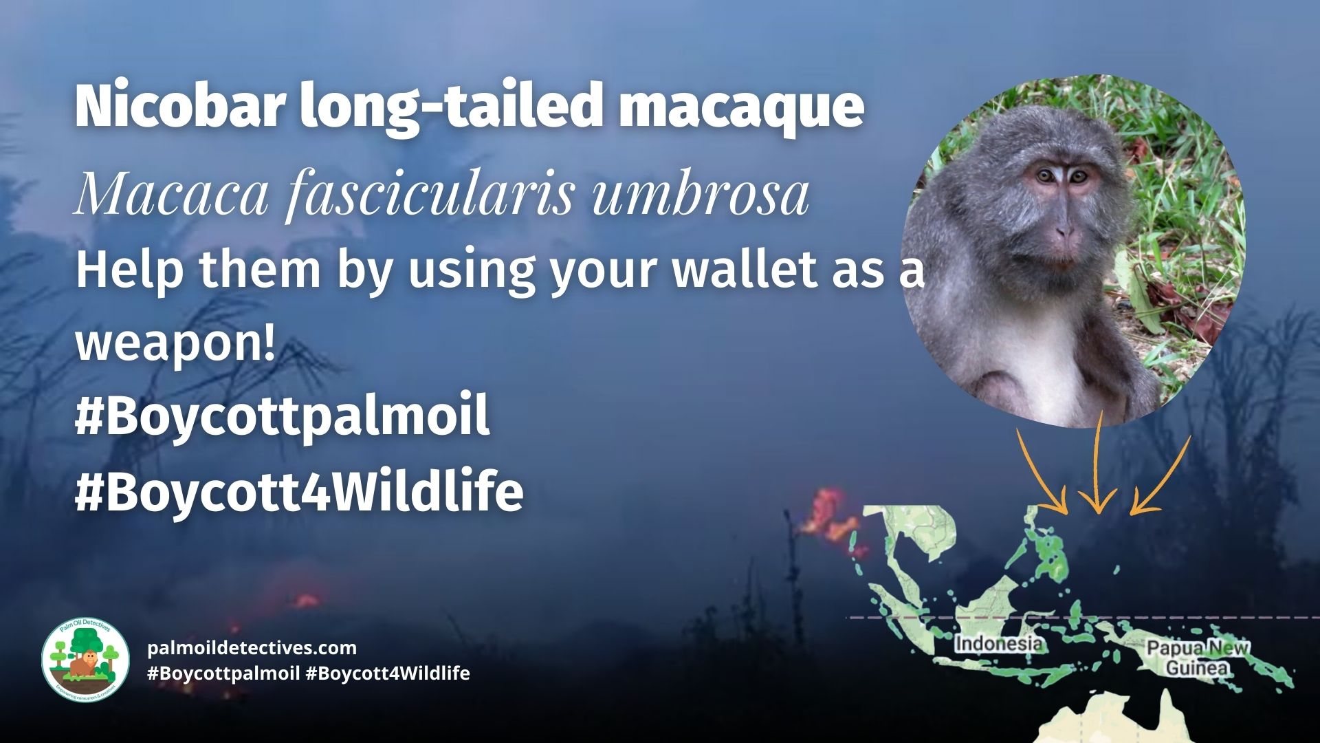 Nicobar Long-Tailed Macaque Macaca fascicularis umbrosa