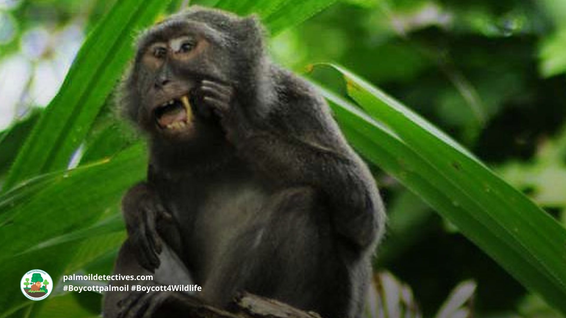 Nicobar Long-Tailed Macaque Macaca fascicularis umbrosa