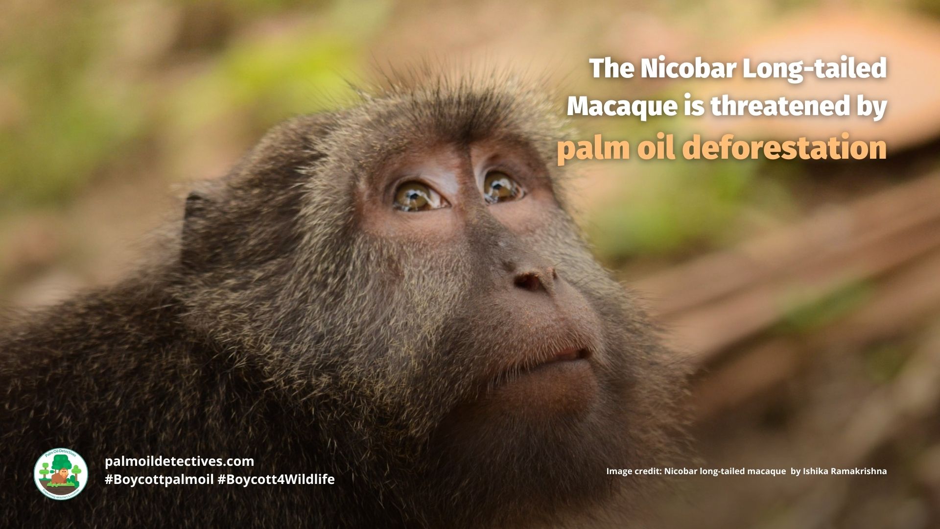 Nicobar Long-Tailed Macaque Macaca fascicularis umbrosa