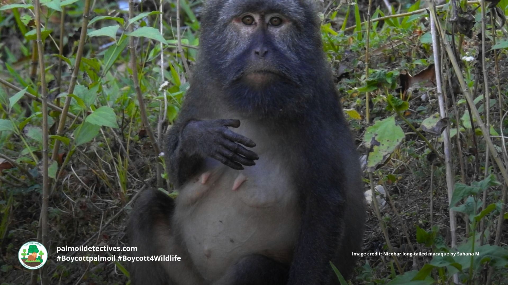 Nicobar Long-Tailed Macaque Macaca fascicularis umbrosa