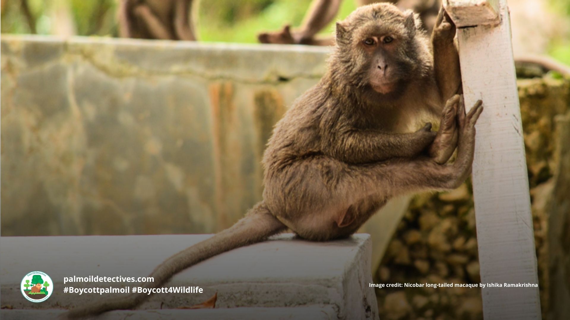 Nicobar Long-Tailed Macaque Macaca fascicularis umbrosa