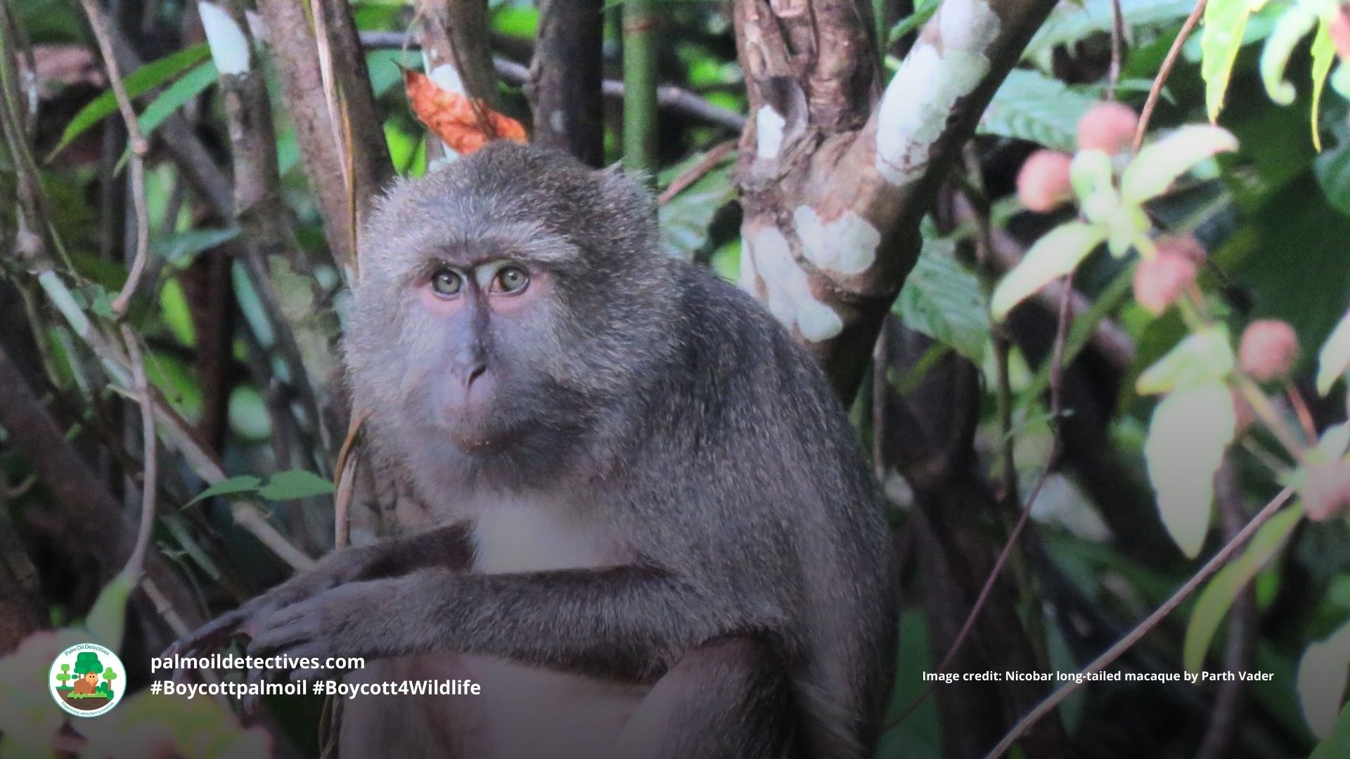 Nicobar Long-Tailed Macaque Macaca fascicularis umbrosa
