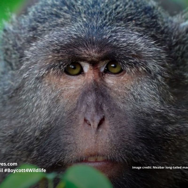Nicobar Long-Tailed Macaque Macaca fascicularis&nbsp;umbrosa
