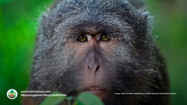 Nicobar Long-Tailed Macaque Macaca fascicularis&nbsp;umbrosa