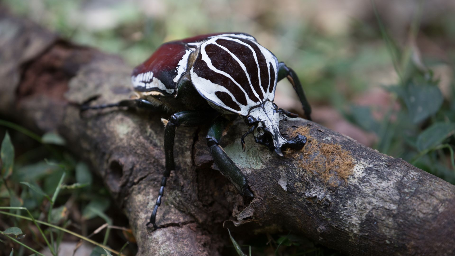 Some of the world’s strangest species beetle