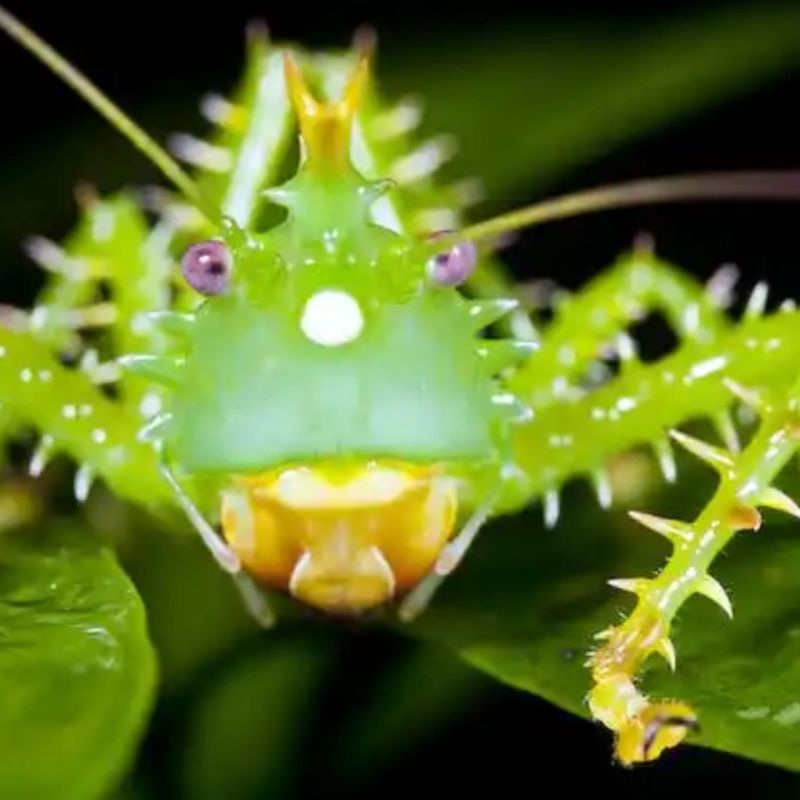 Strange Species Could Vanish Before&nbsp;Discovery