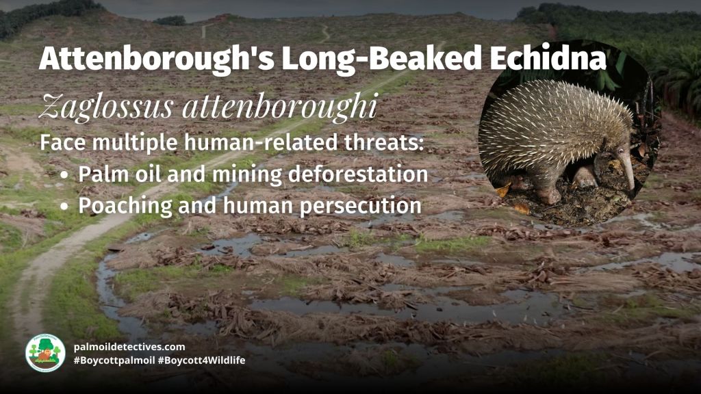 Attenborough's Long-Beaked Echidna Zaglossus attenboroughi