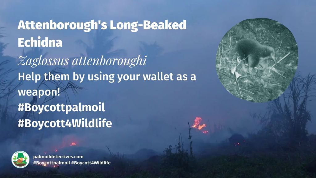 Attenborough's Long-Beaked Echidna Zaglossus attenboroughi