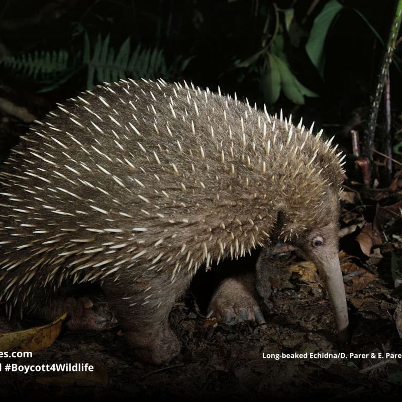 Attenborough’s Long-Beaked Echidna Zaglossus&nbsp;attenboroughi