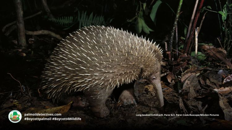 Attenborough’s Long-Beaked Echidna Zaglossus&nbsp;attenboroughi
