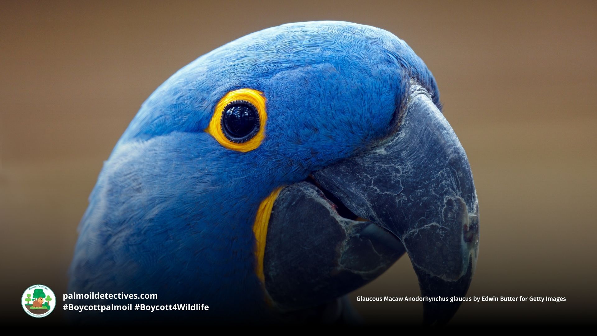 Glaucous Macaw Anodorhynchus glaucus