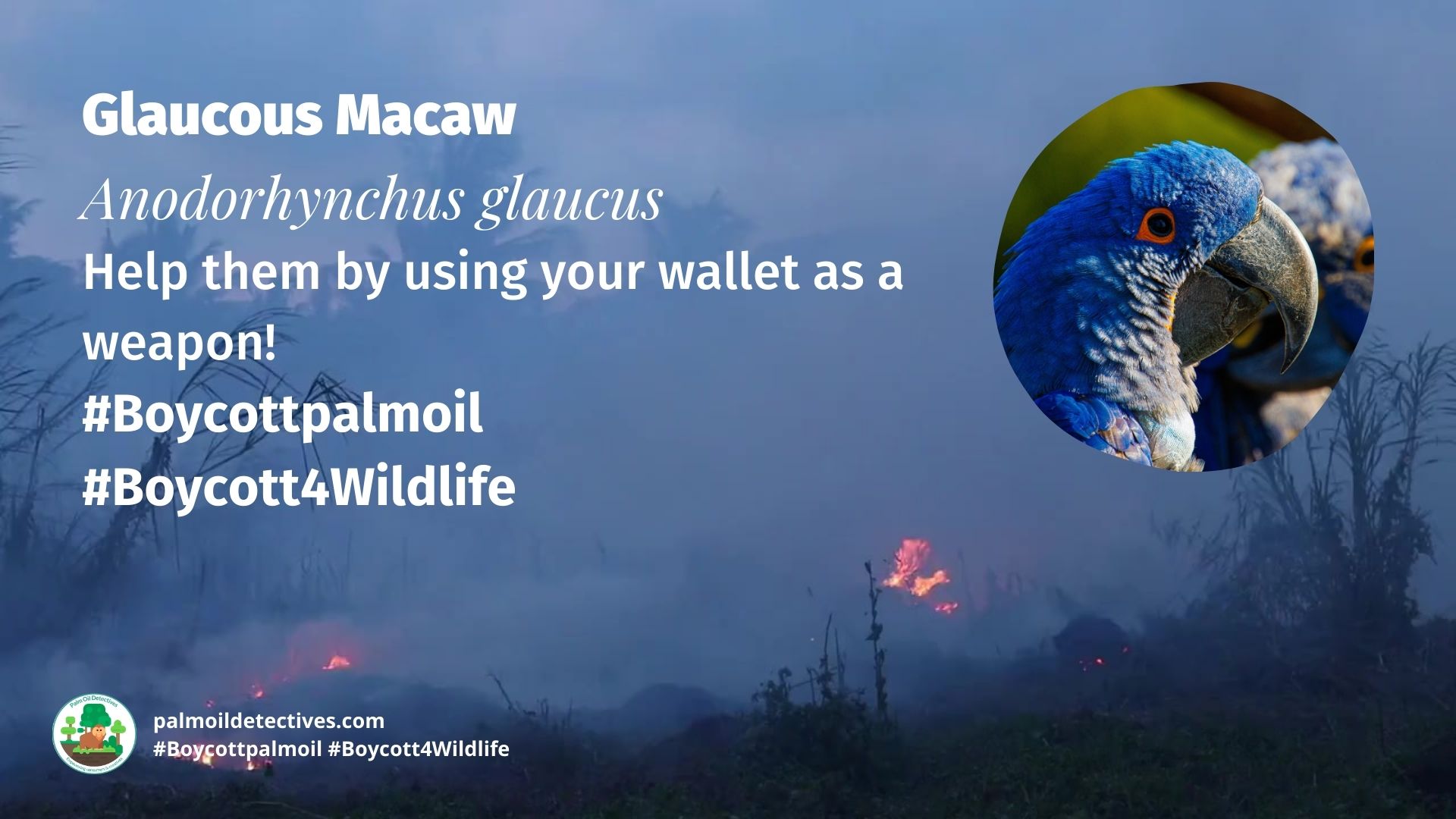 Glaucous Macaw Anodorhynchus glaucus